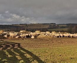 Farmář: Lidi mají strach, vlci se blíží k obydlím, je pro ně snazší zakousnout tele než honit srnky