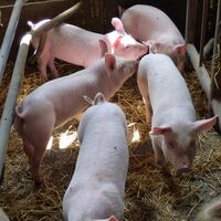 „Už jsme tu dva roky,“ řekli si mladí farmáři na Vysočině