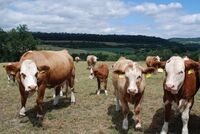 „Už jsme tu dva roky,“ řekli si mladí farmáři na Vysočině