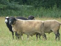 „Už jsme tu dva roky,“ řekli si mladí farmáři na Vysočině