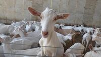Za ovocem i do hor s Klubem mladých farmářů