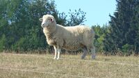 Za ovocem i do hor s Klubem mladých farmářů