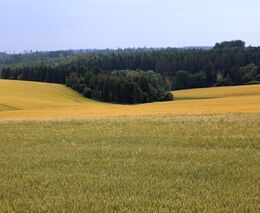 Bývalý šéf Agrární komory: Zavedení Zelené dohody neprospěje životnímu prostředí ani zdraví lidí