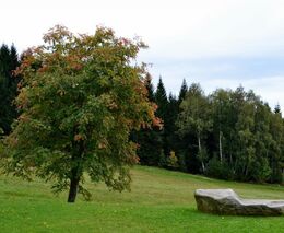 Lidstvo vede nesmyslnou válku proti vlastní planetě, varuje OSN