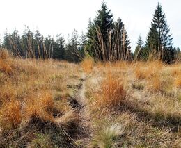 Jak udržet v krajině vodu? Díky českému projektu se do Krušných hor vrátila vláha