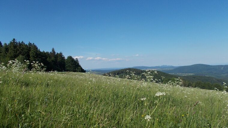 CHKO Bílé Karpaty slaví čtyřicet let. Podívejte se, jaké vzácné druhy tam žijí