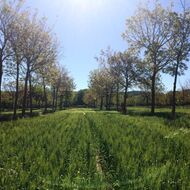 Vláda projedná nové možnosti kombinace dotací pro agrolesnictví 