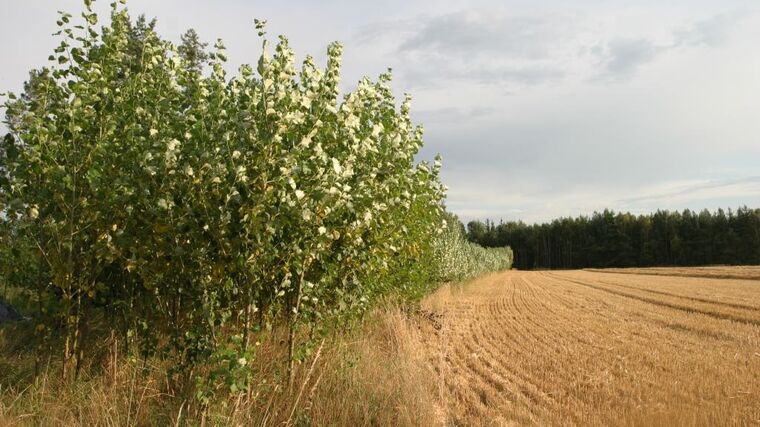 Agrolesnictví - Opětovné propojení znalostí zemědělství a lesnictví může prospět oběma oborům
