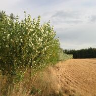 Dotaci na agrolesnictví lze nově kombinovat s podporou na biopásy 