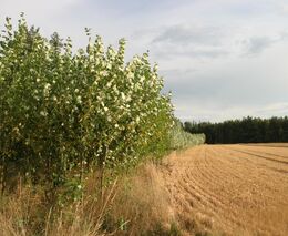 Pozvánka na agrolesnický seminář v Brně - Žabčicích