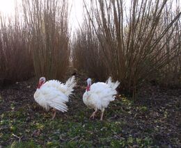 Seminář: Zakládání a management agrolesnických systémů