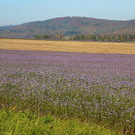 Zemědělci, malí šlechtitelé a osivářské iniciativy vyzývají europoslance, aby hájili biodiverzitu