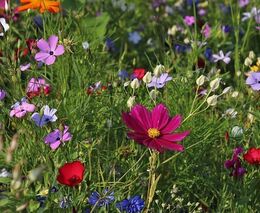 EK navrhla velkou obnovu přírodní rozmanitosti v EU, chce omezení pesticidů