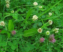 Lidé mohou pomoci ochranářům s péčí o motýlí louky i botanickou zahradu