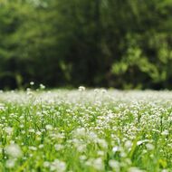 Hnutí DUHA: Poslanecký návrh bourá ochranné štíty národních parků 