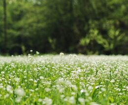 Začínají Týdny pro krajinu, lidé budou zachraňovat rašeliniště i cenné louky