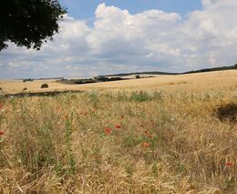 Přežít sucho pomáhá rostlinám alkohol, zjistili japonští vědci. Využít to mohou zemědělci