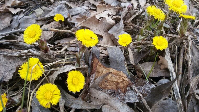 Příroda přichází rychle o rozmanitost. Na vině je intenzivní zemědělství, pesticidy i klima