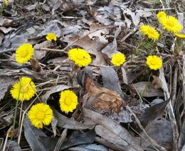 Příroda přichází rychle o rozmanitost. Na vině je intenzivní zemědělství, pesticidy i klima