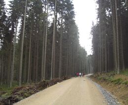 Mze bude kompenzovat škody po povodních na lesních cestách, zahájilo šetření