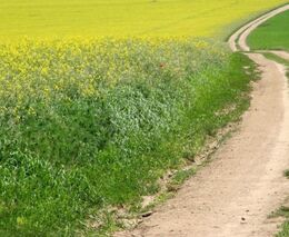 Sezemice chtějí obnovit historické polní a luční cesty