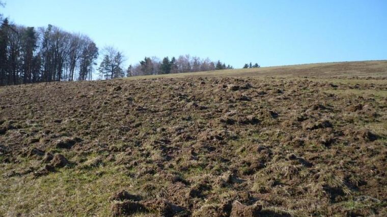 Horké téma - škody způsobené zvěří na zemědělských plodinách   