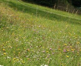 V Krkonoších budou i letos pečovat o stovky hektarů luk, jinak by zarostly