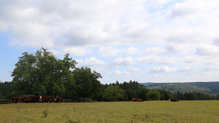 Praha nabídne 430 hektarů svých polí pro ekologické zemědělství