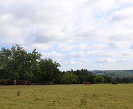 Praha nabídne 430 hektarů svých polí pro ekologické zemědělství