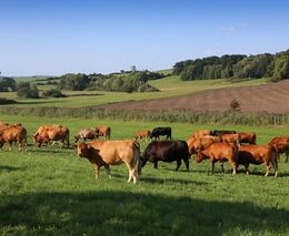 Eurokomisař: Zemědělství je prioritou. S prázdným žaludkem nelze budovat Evropu ani vyhrát válku
