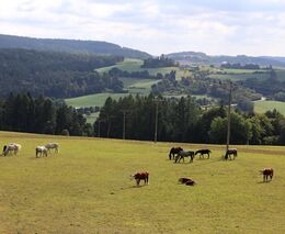Týden podle PH č. 20 - 2022 (pH týdne: 6)