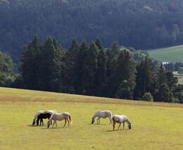 MZe: Ekologické zemědělství se koncentruje v horských a podhorských oblastech
