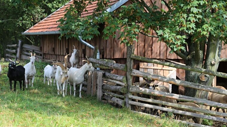 Ministr Toman o opatření v zemědělství v souvislosti s epidemií koronaviru