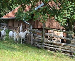 Ministr Toman o opatření v zemědělství v souvislosti s epidemií koronaviru
