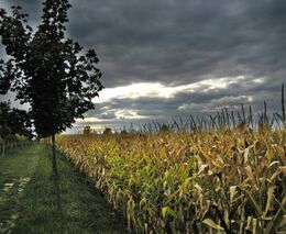 PF nesmí pohltit pozemkové úřady