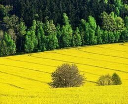 Tomanova past nesklapla