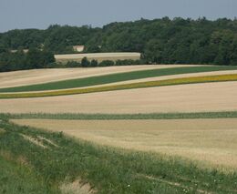 Náměstek MZe: Nastavení redistributivní platby je potřeba upravit 
