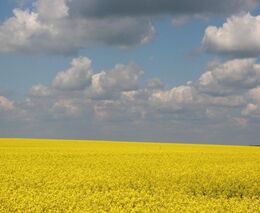 Kecy a politika: Agrobaroni vracejí úder