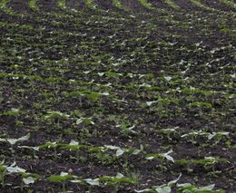 6.5. v 9:00 hod, zajímavý webinář na téma „Půda a rizika jejího poškozování“