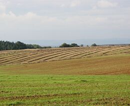 Z prvního kola žádostí o dotace SZP podpoří Ministerstvo zemědělství jednotlivé sektory vyváženě