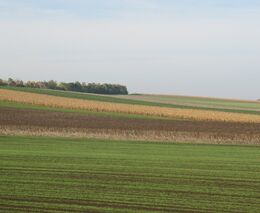 Kauza Agrofertu je ukázkou nemocného přístupu k dotacím, na který doplácí sektor i stát