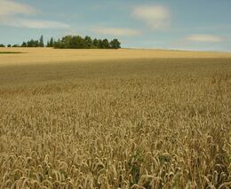 Bezpracný zisk? Vybírání výpalného při prodeji půdy