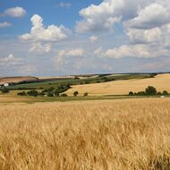 Roundup pomáhá zemědělcům ničit plevel, europoslanci ho ale chtěli zakázat