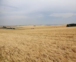 Babiš chtěl sobě a dalším agrobaronům nasměrovat další peníze. Chtějí si je vymoci demonstrací