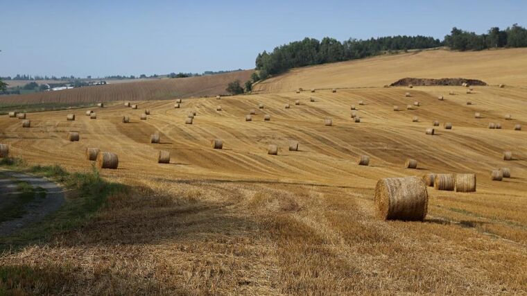 Týden v zemědělství podle Petra Havla - č. 33