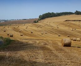 Týden v zemědělství podle Petra Havla - č. 33