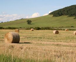 Podestýlka, krmivo i zaorání zpět do pole. Zemědělci si slámy cení, přesto končí i v kotlích