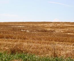 Chystaný zákon o předkupním právu podle kritiků přihrává agrokoncernům
