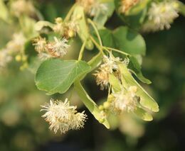 Na polích a pastvinách vyrostou duby, habry a lípy. Nové opatření Agrolesnictví podpoří výsadbu