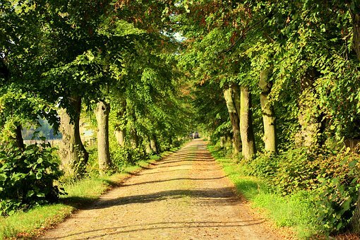  Kůra stromů je důležitá při odstraňování metanu z ovzduší